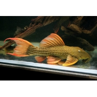 L025 Pseudacanthicus Pirarara 7-9cm L025 Pseudacanthicus Pirarara 7-9cm